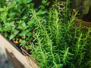 Mixologues en herbe, à vos potagers!