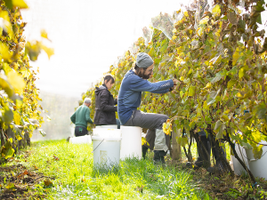 quebec's organic wineries