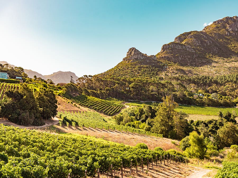 South Africa: High-end wines that won’t break the bank 