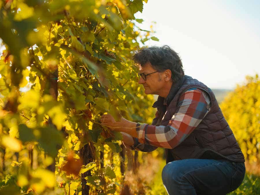 Wine producer picking grapes