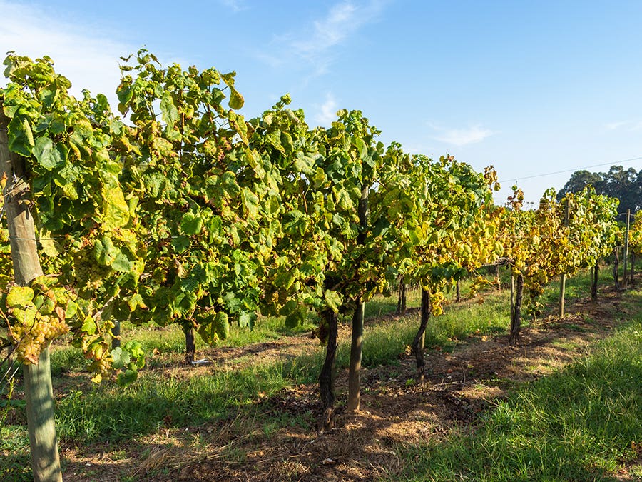 Vinho verde: fresh portuguese air