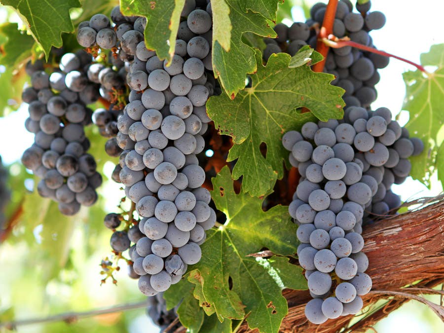 Cabernet Sauvignon vines