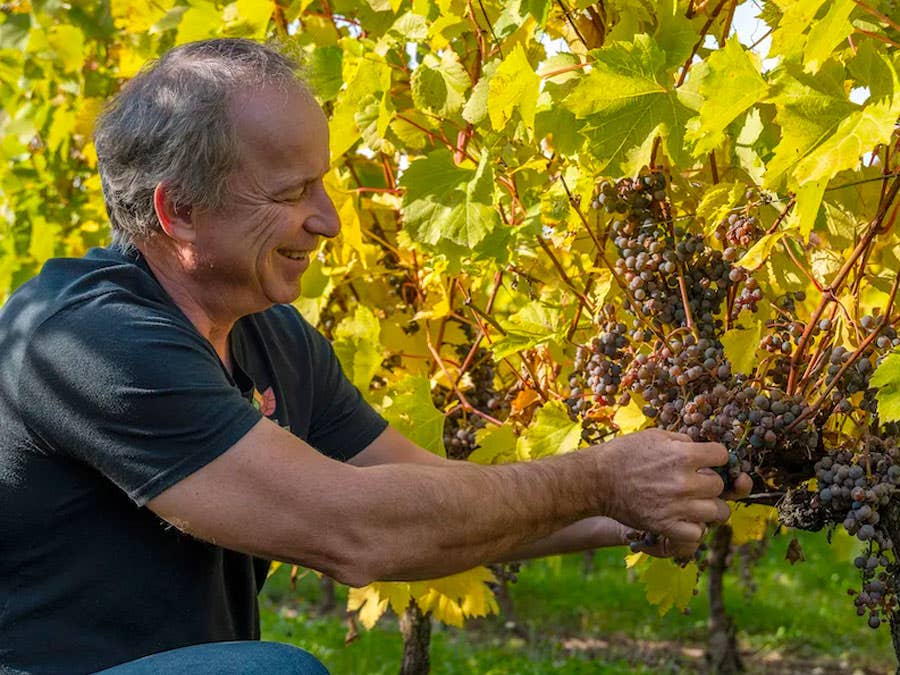 Domaine Cartier-Potelle: Vines and beautiful landscapes!