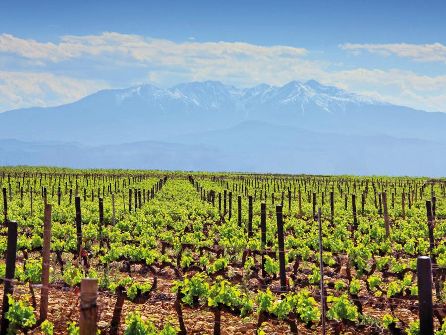 Domaine Cazes: French pioneer of biodynamic wine