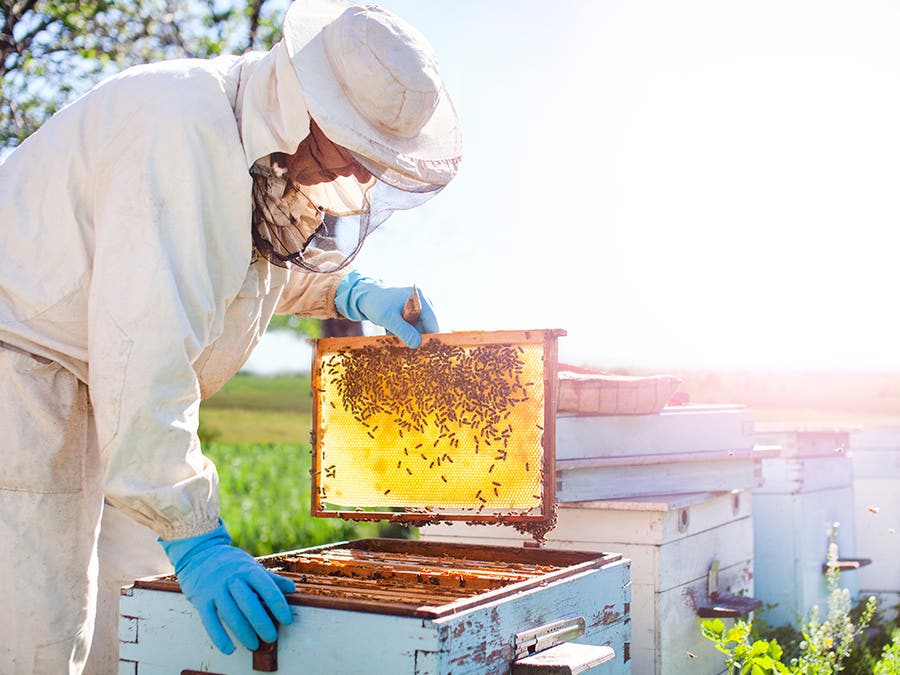 Hydromel : boisson des dieux!