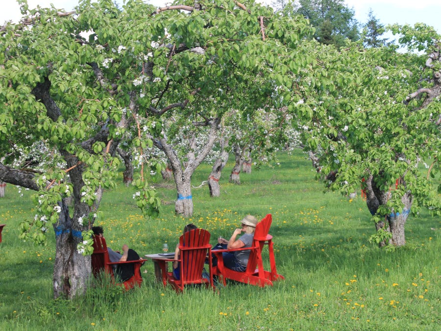 Domaine Sainte-Famille, vignoble, origine québec, vin