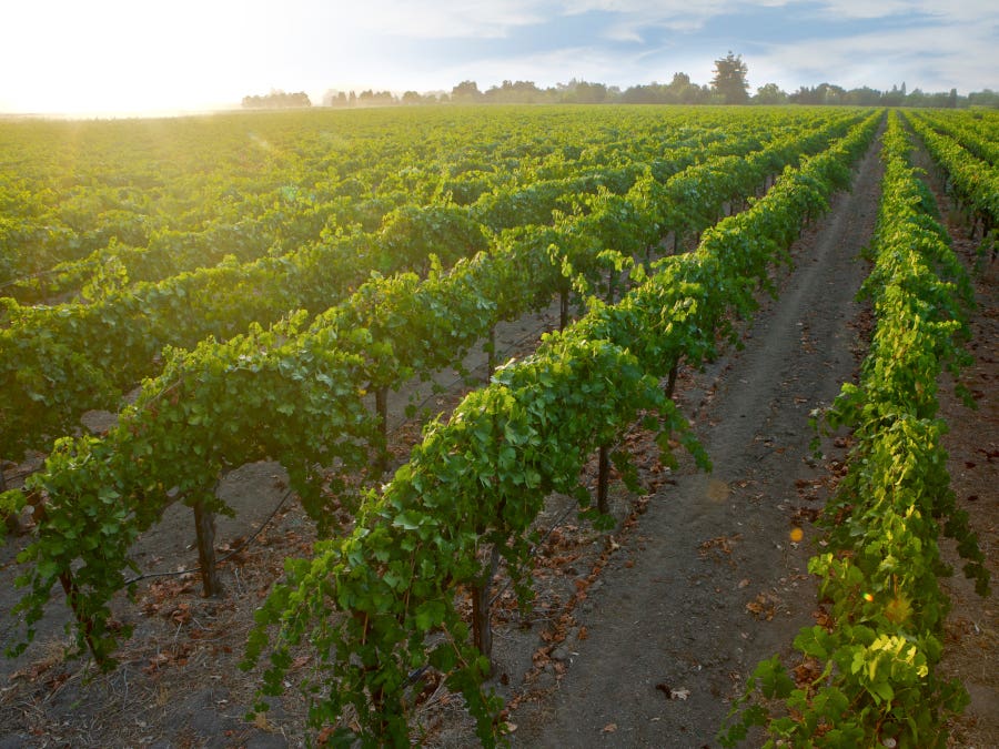 california, wine, gallo