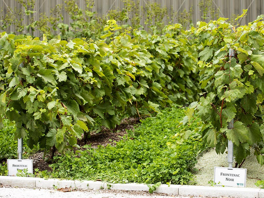 Vineyard at the SAQ