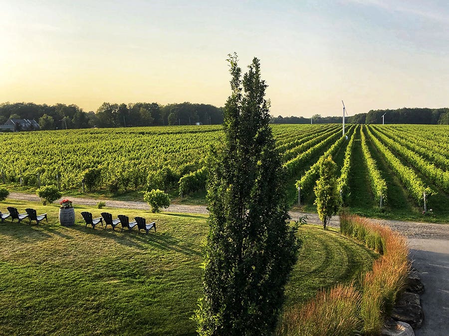 Vignoble Rivière du Chêne © Marie Charest