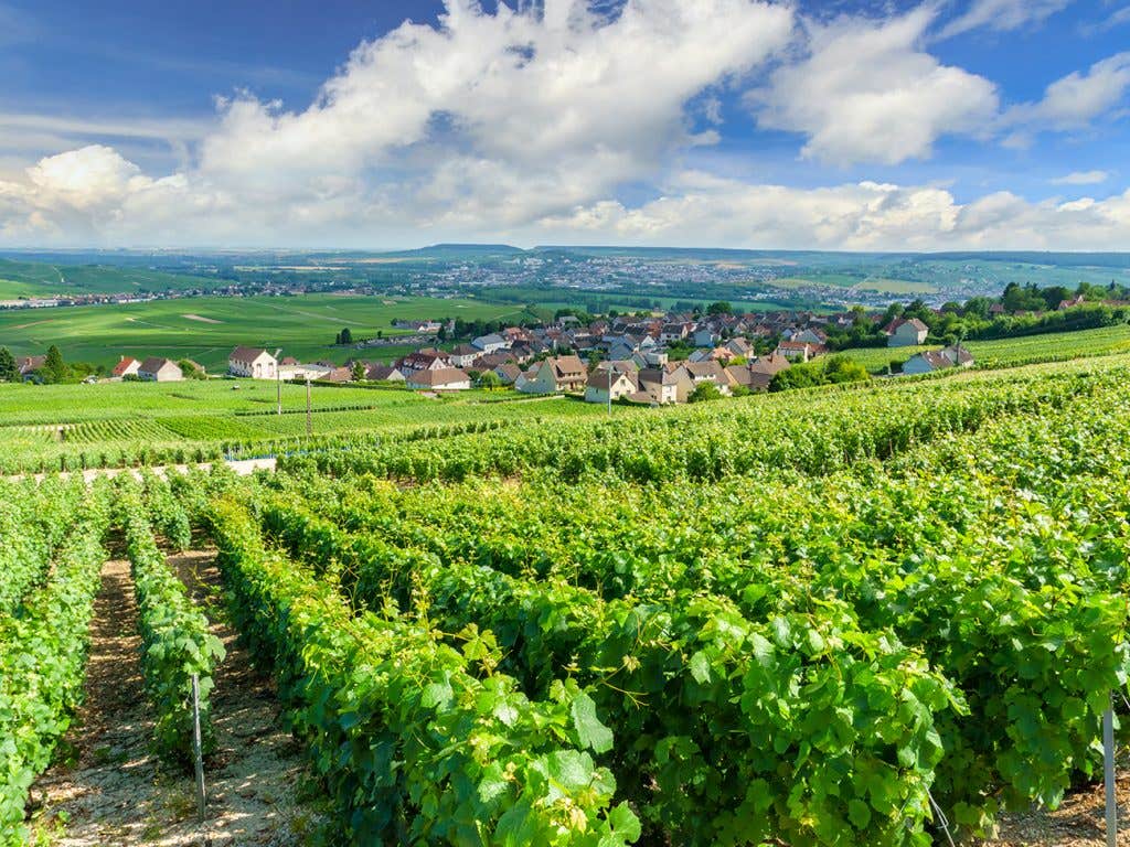 Le secret est dans la vigne