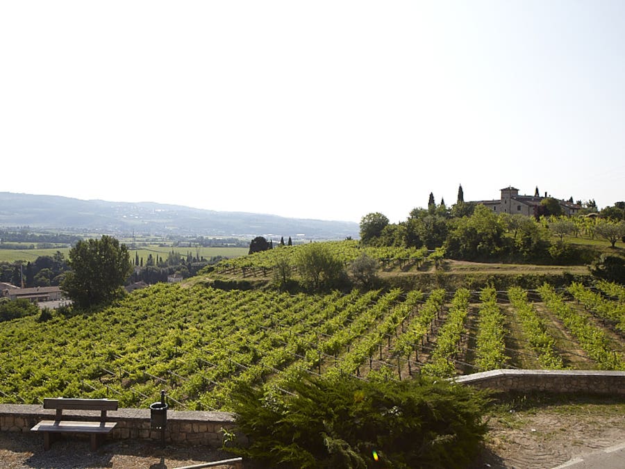 Gerardo Cesari, Venetie, vin italien