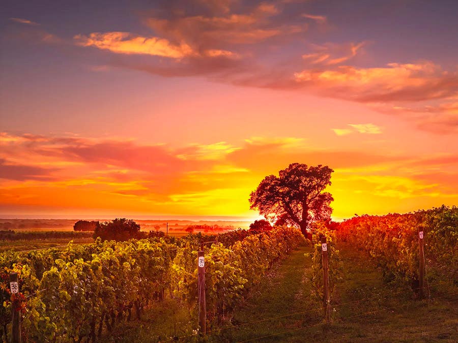 Le vignoble de Bolgheri Castagneto, dans la région de la Maremma, en Toscane.