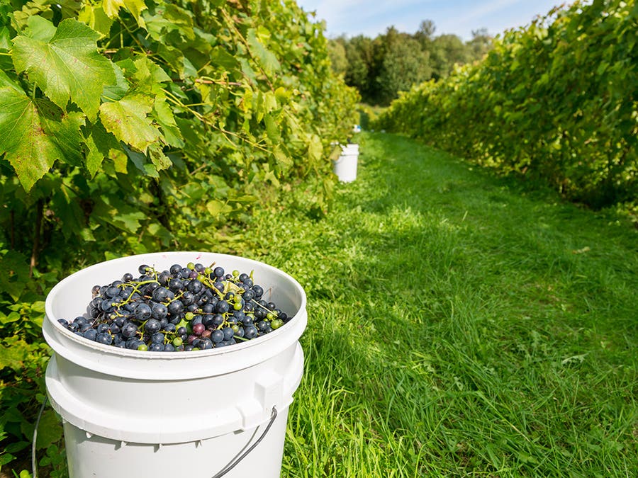 A guide to red varietals grown in Quebec