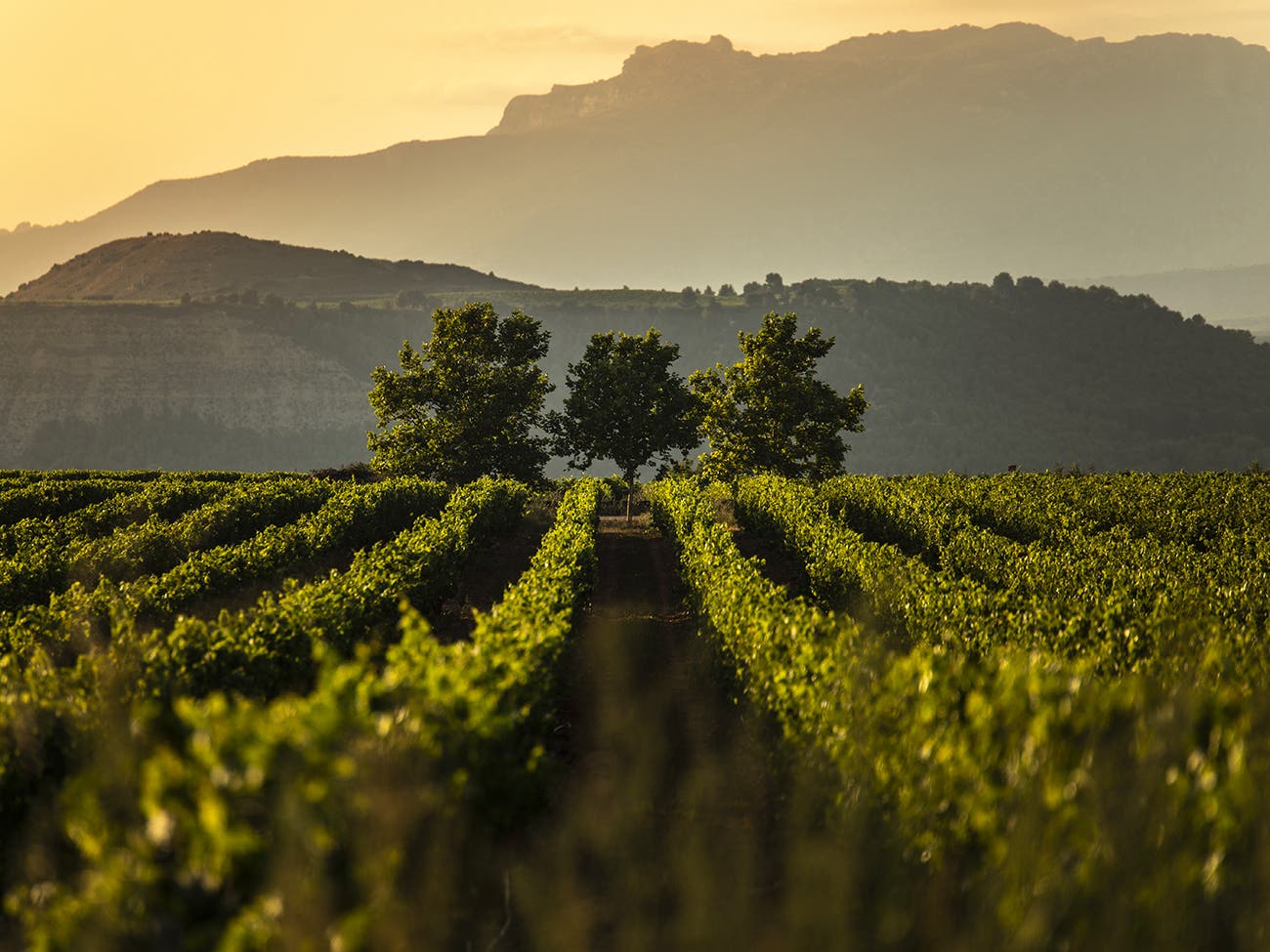 Rioja vineyard