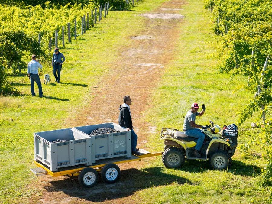 Rivière du Chêne vineyard