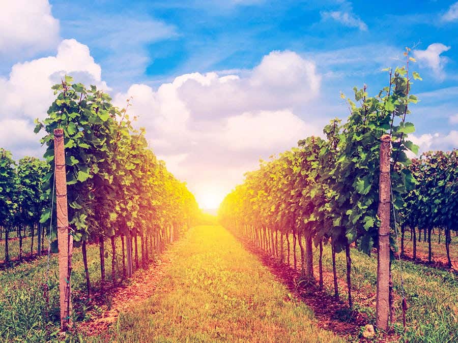 tout savoir sur le vin nature