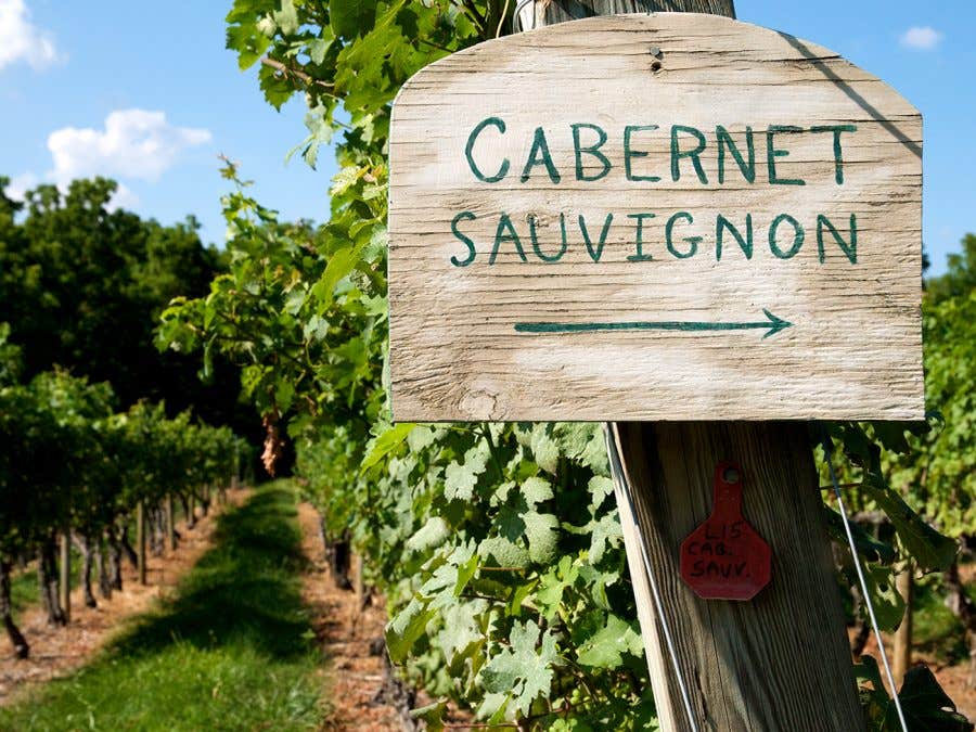 Pieds de vigne de cabernet-sauvignon