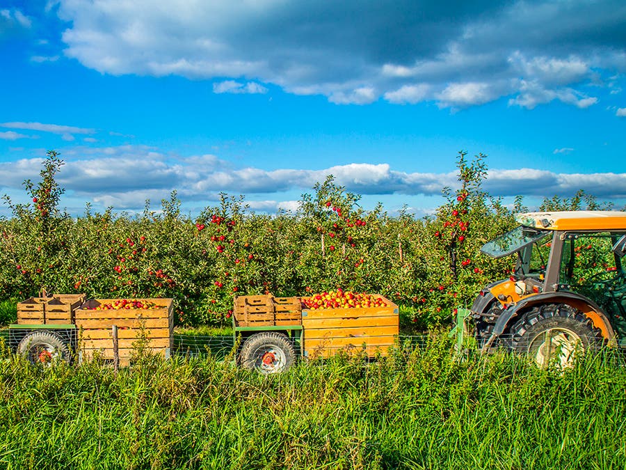 Tracteur dans un verger de pommes