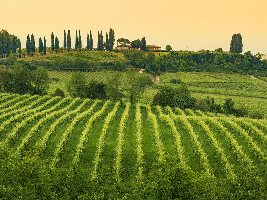 Vin de Vénétie