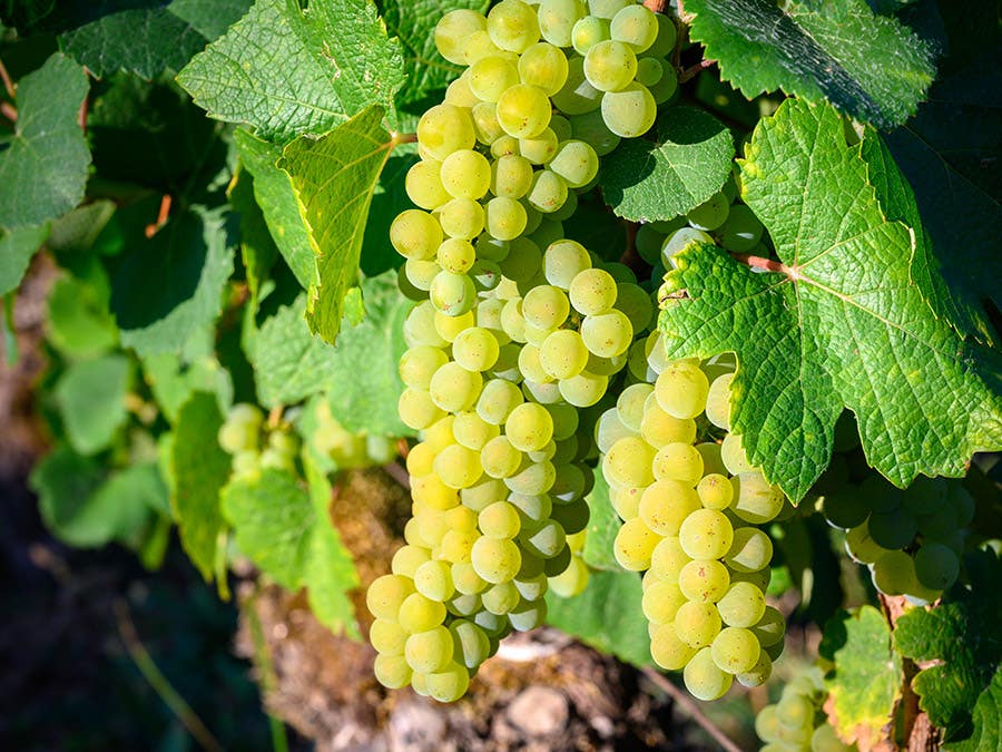 Grape variety: Savagnin