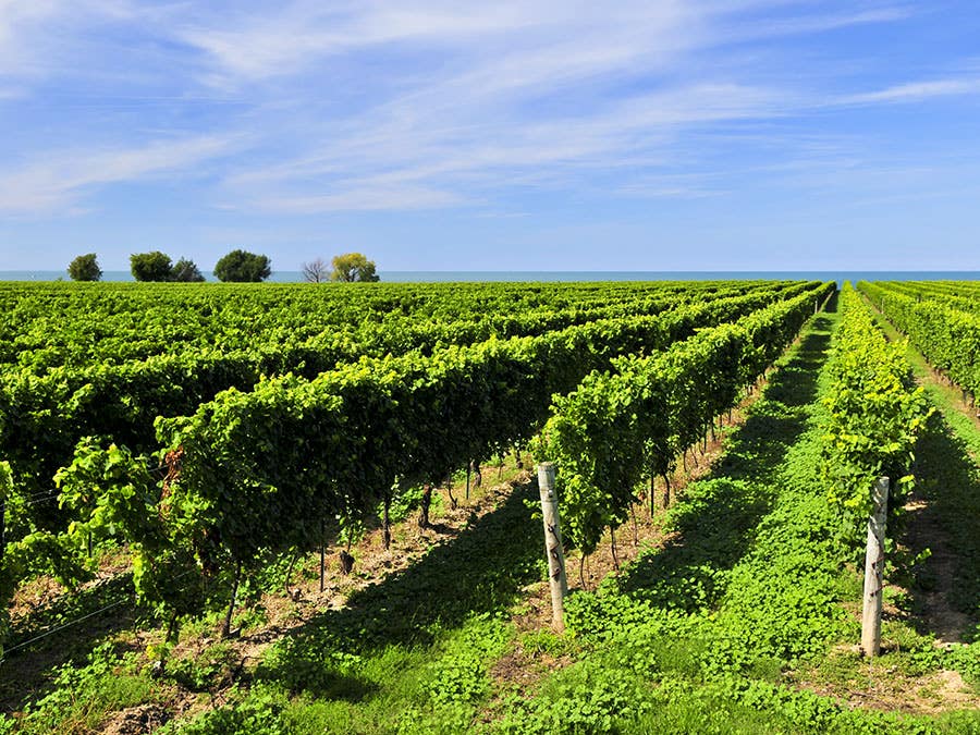 Vignoble de la péninsule du Niagara