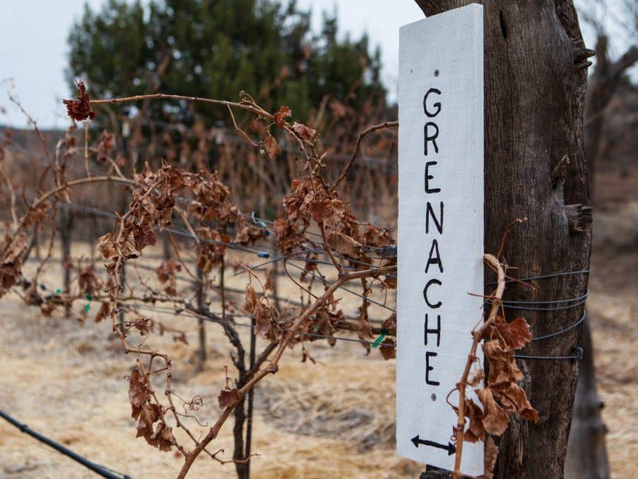 Pieds de vigne de grenache en automne