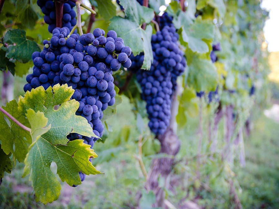 Cépage le tannat