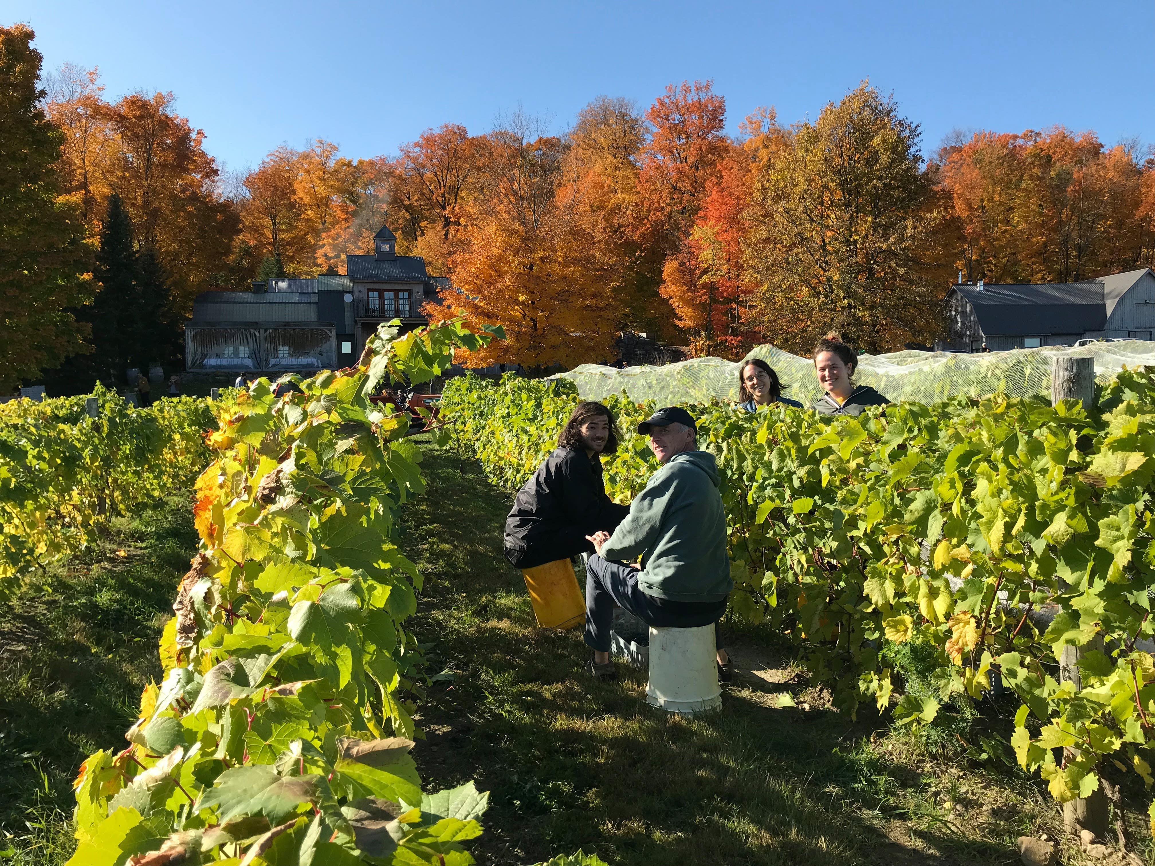 grape harvest, quebec, wine, vineyard