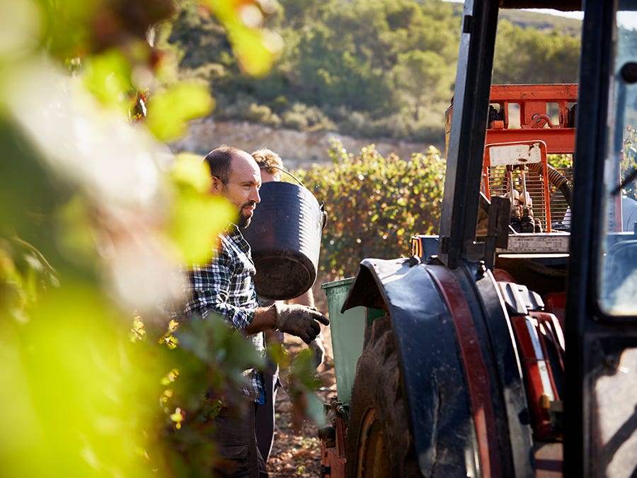 Vignerons récoltant le raisin dans un vignoble