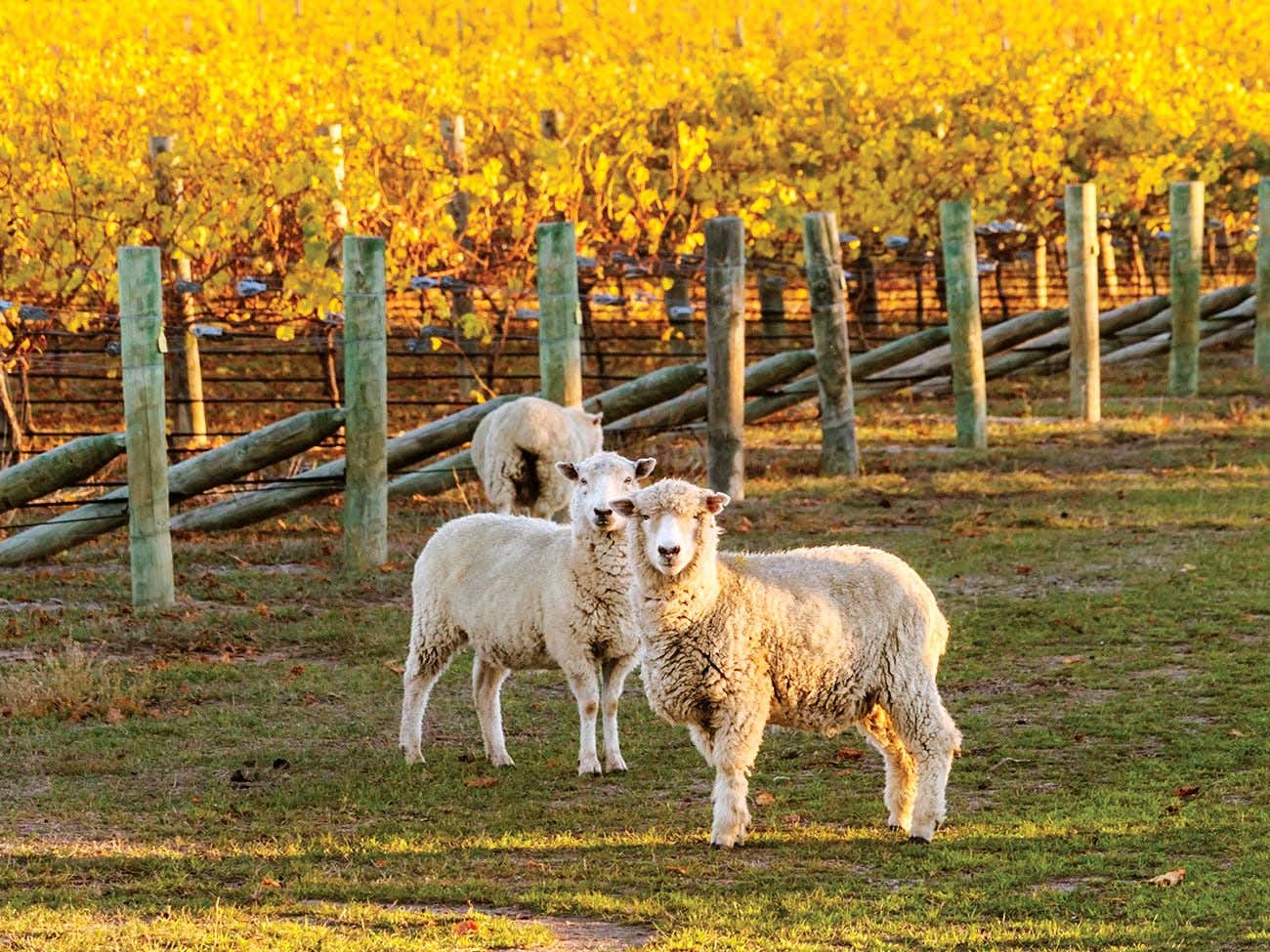 New Zealand, sheep