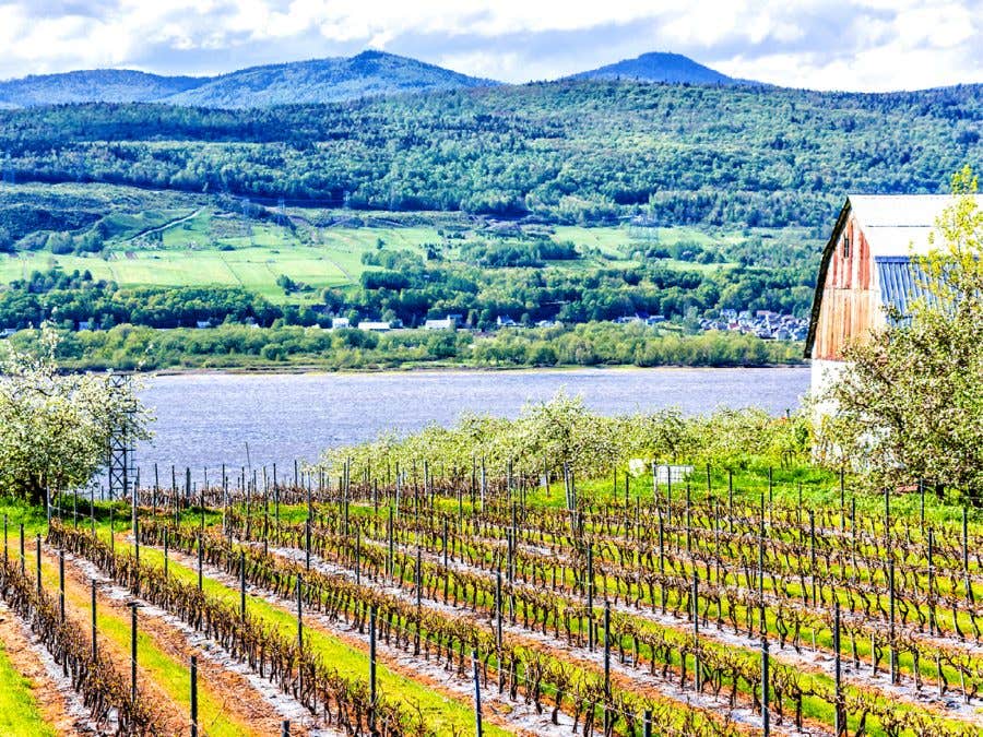 Paysage représentant un vignoble québécois.