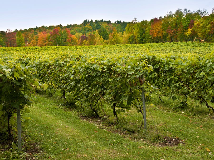 Entre Pierre et Terre vineyard