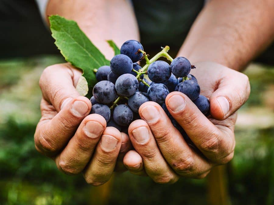 Deux mains tenant une grappe de raisins