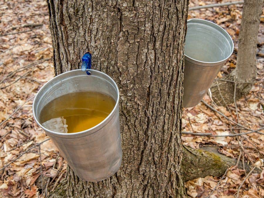 Bucket of maple water