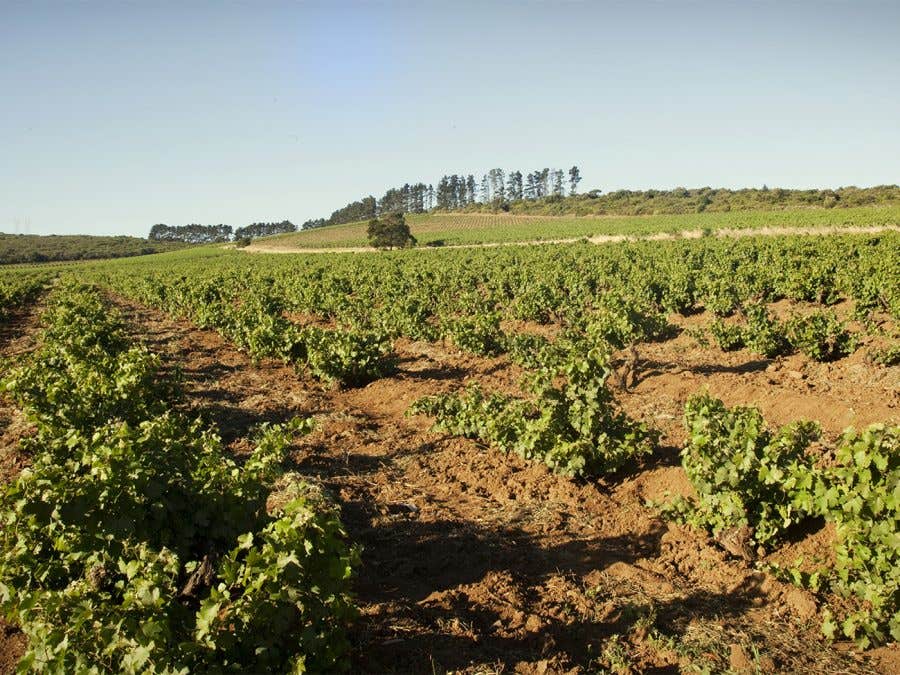 Vignoble en Afrique du Sud