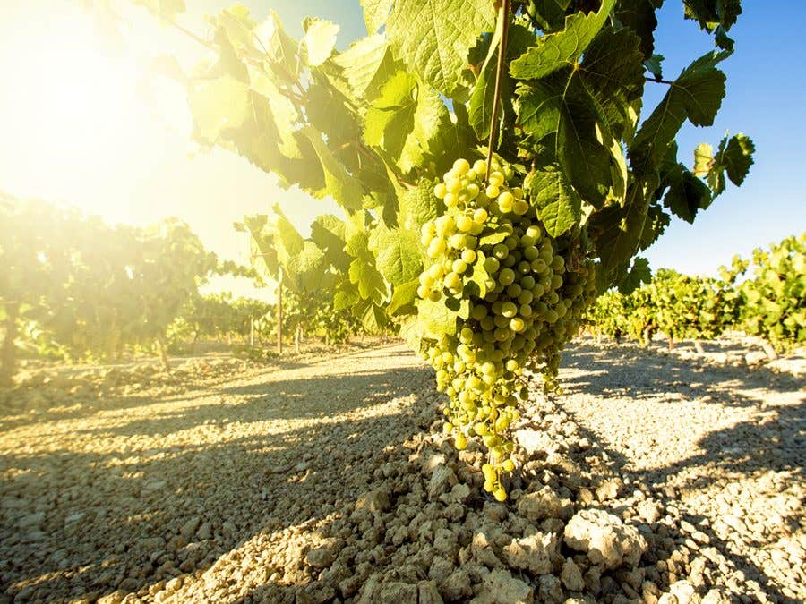 White grapes for wine