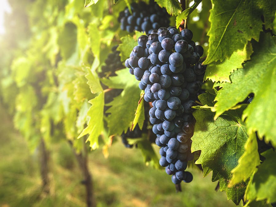 Sangiovese