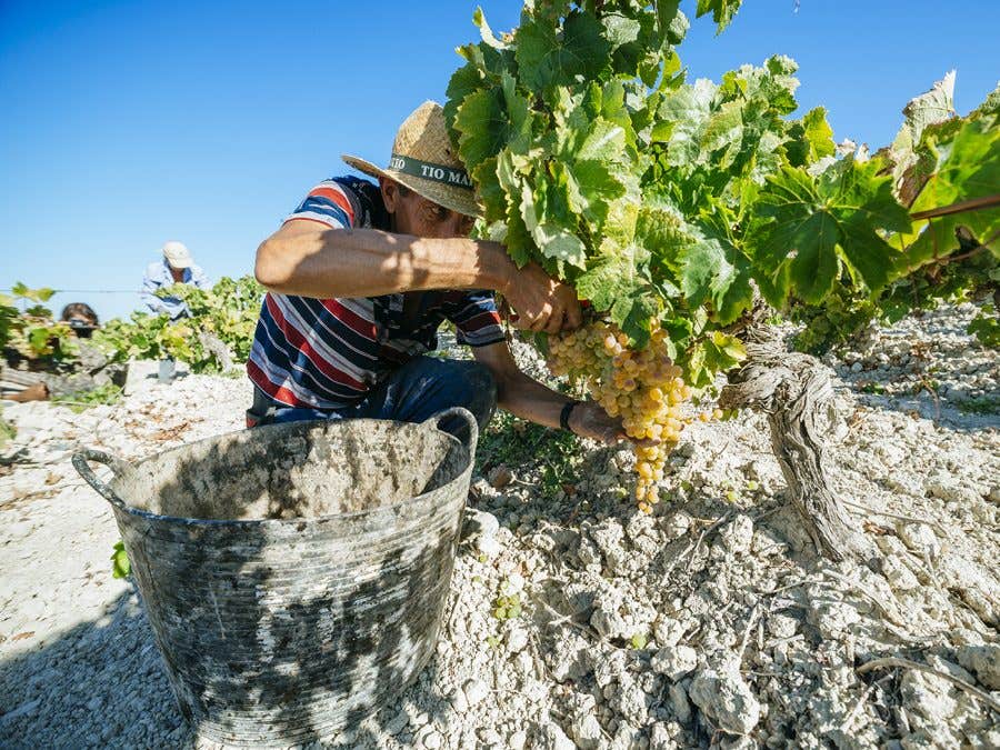 Cueilleur en train de couper une grappe de raisin blanc