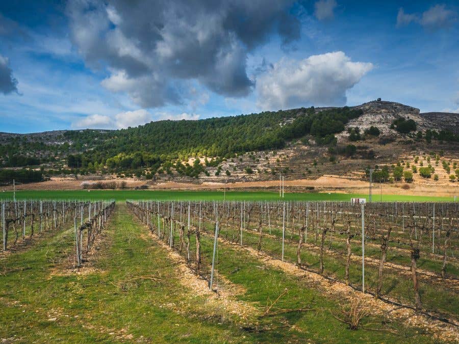 tempranillo et le monastrell 