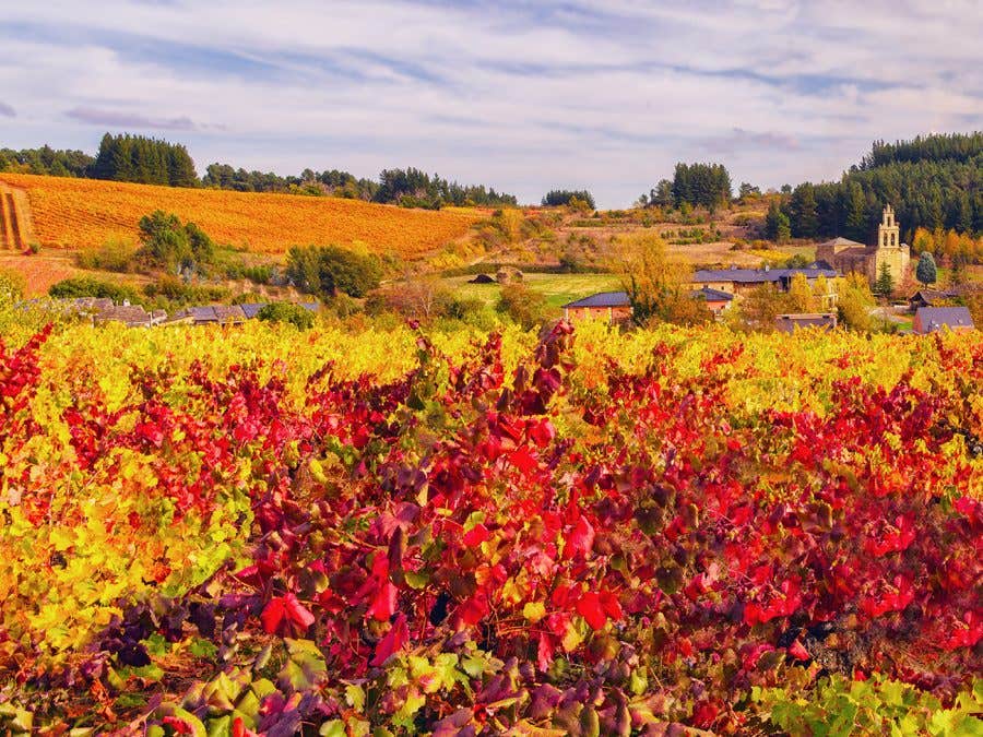 Vignoble espagnol en automne