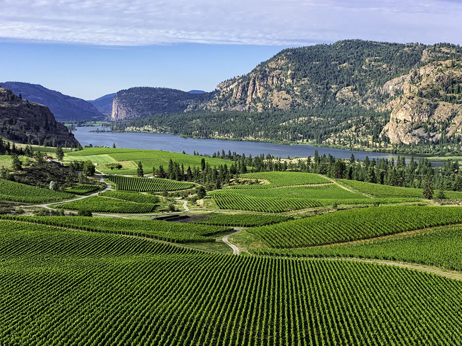 Vineyards from coast to coast