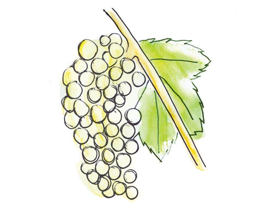 Illustration d'une grappe de raisin blanc