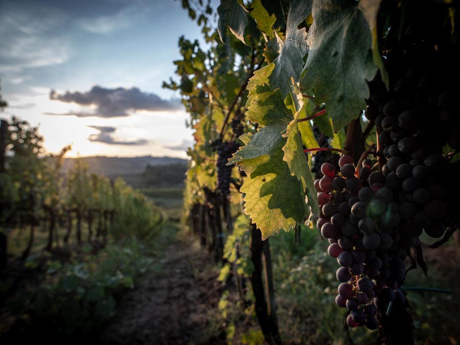 Alessandro Berselli Vineyard