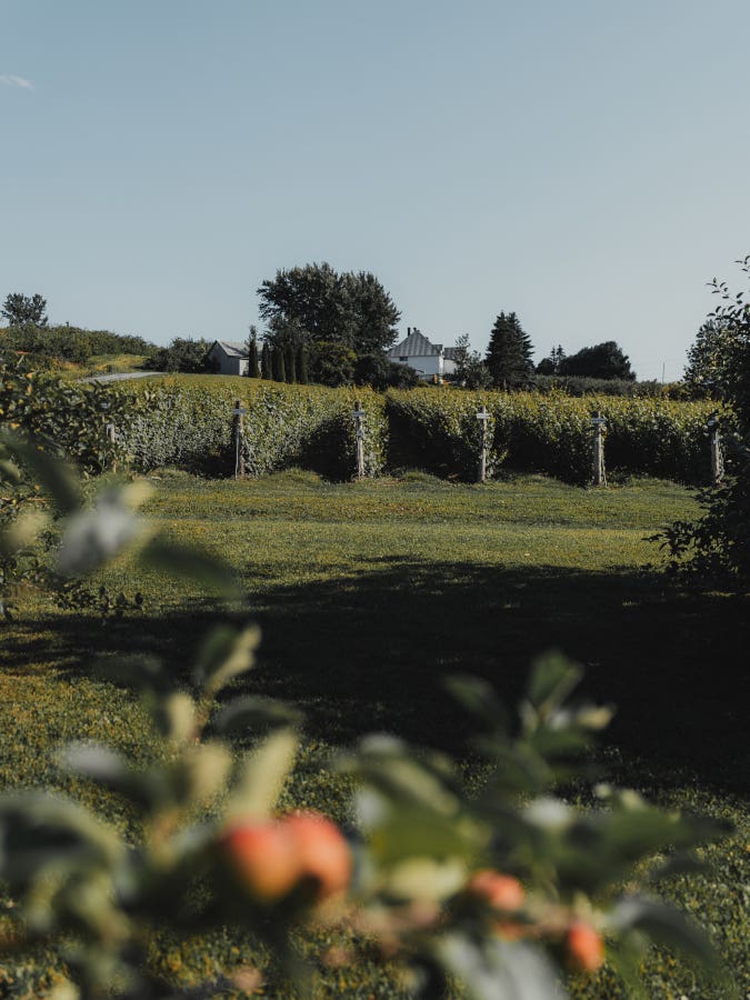 Vignoble domaine Sainte-Famille origine quebec