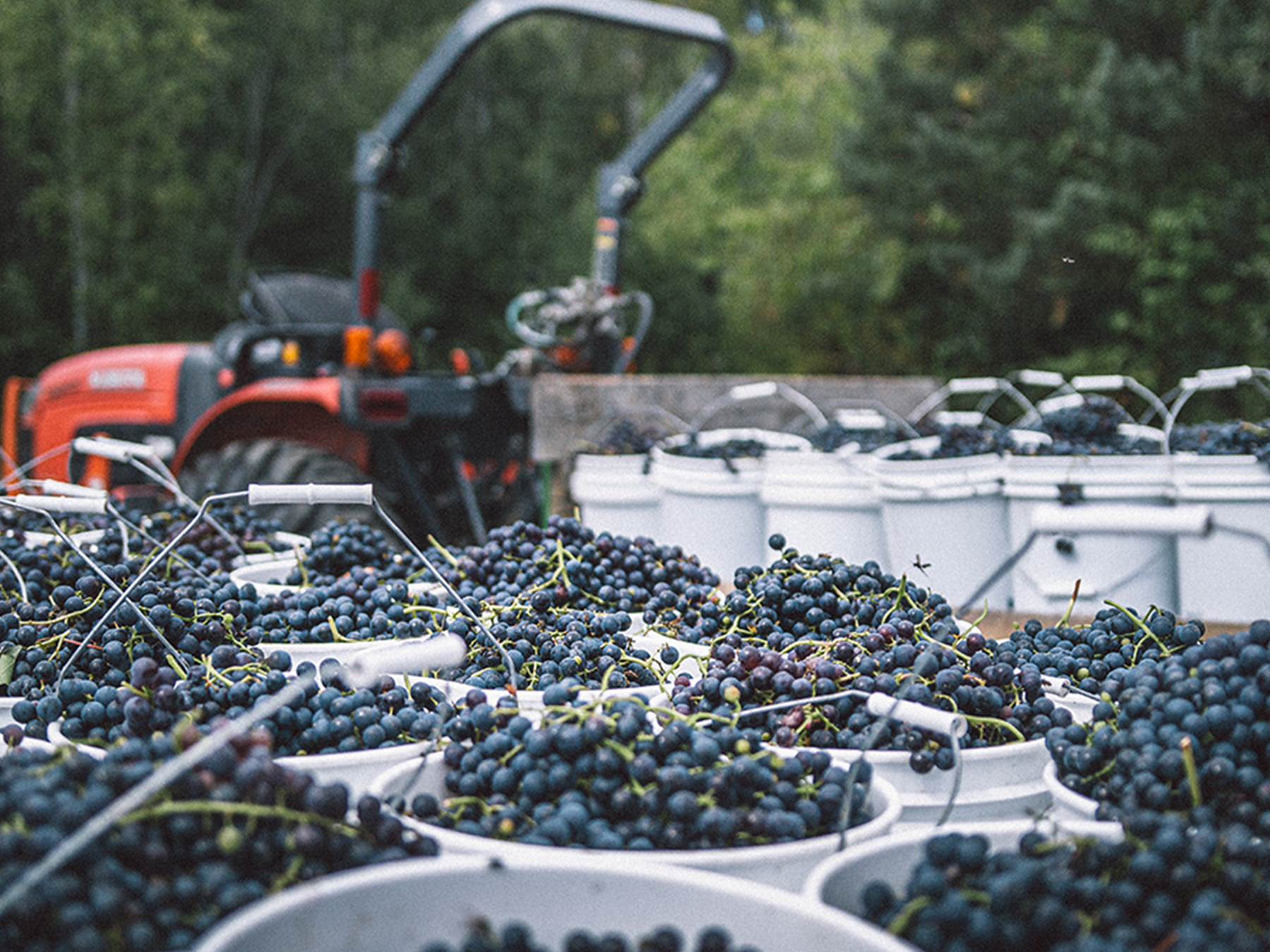 Des seaux remplis de raisins après les vendanges