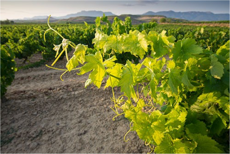 Monastrell Monastrell