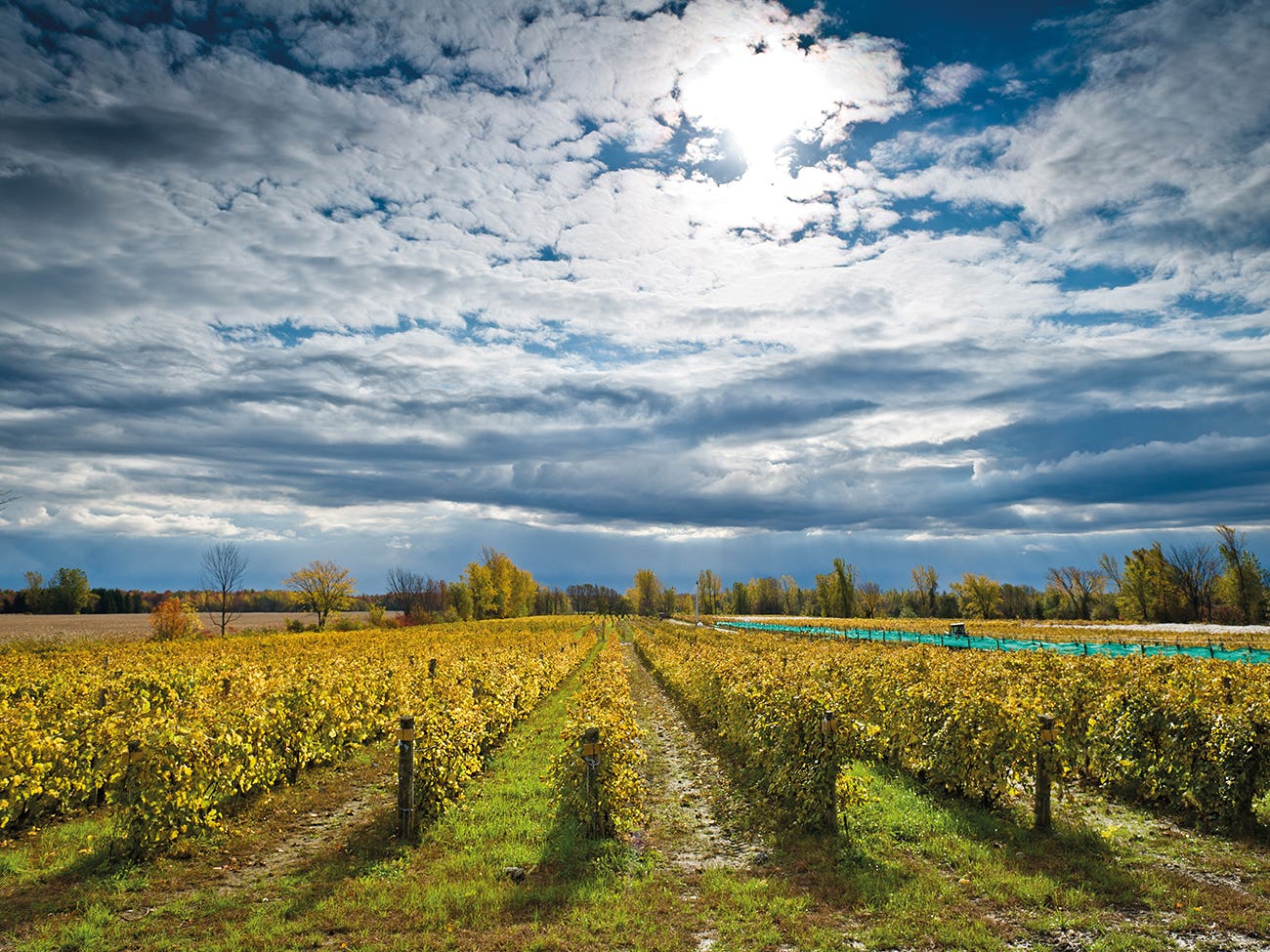 Vignoble du Domaine St-Jacques