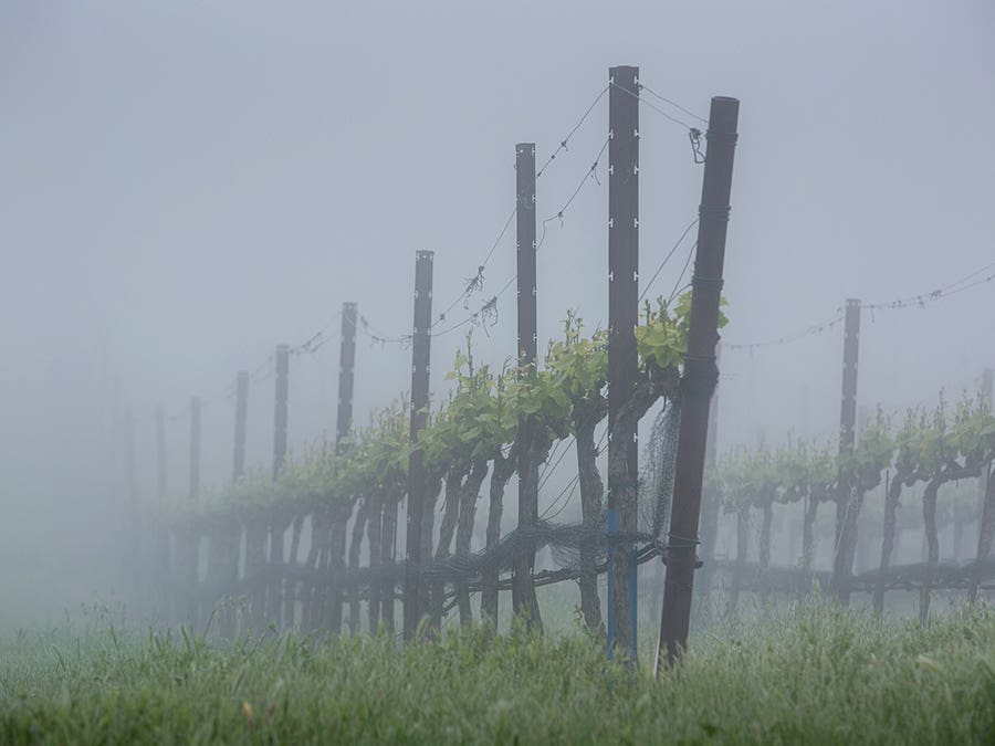 Brouillard - Sonoma