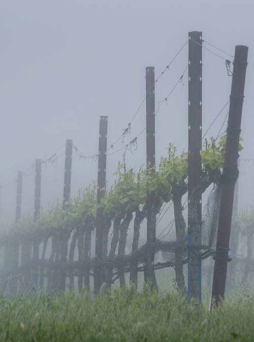 Brouillard - Sonoma