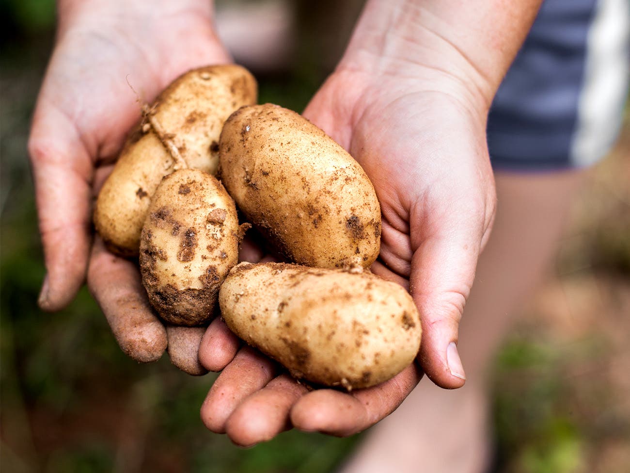 potato potato